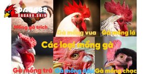 Cách Nhận Biết Các Loại Mào Gà Chọi Phổ Biến Hiện Nay