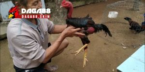 Chia Sẻ Cách Vần Gà Chọi Hiệu Quả Nhất Dành Cho Người Mới 