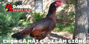 Bí Quyết Chọn Gà Mái Chọi Làm Giống Chuẩn Nhất Hiện Nay