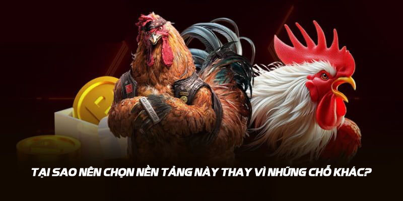 Lý do lựa chọn nền tảng daga88